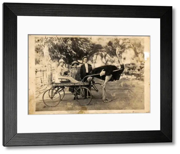 Framed Print : Cawston Ostrich Farm, Arroyo Seco Valley, California Framed Print : Cawston Ostrich Farm, Arroyo Seco Valley, California