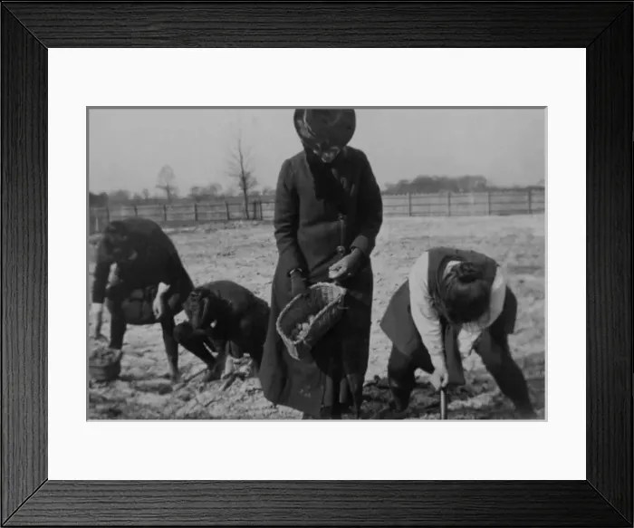 Framed Print : WW1 - Students digging potatoes Framed Print : WW1 - Students digging potatoes