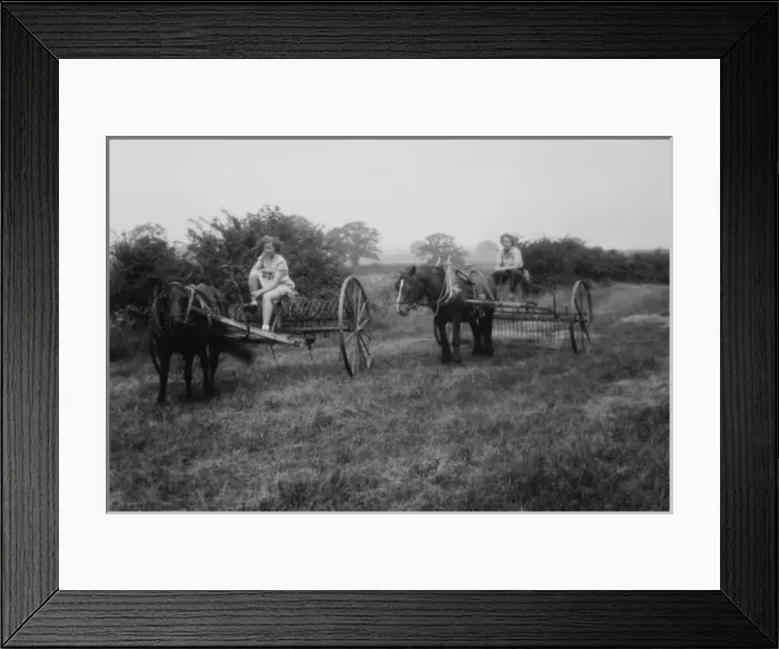 Framed Print : WW2 - Haymaking with horses at Stevington Framed Print : WW2 - Haymaking with horses at Stevington