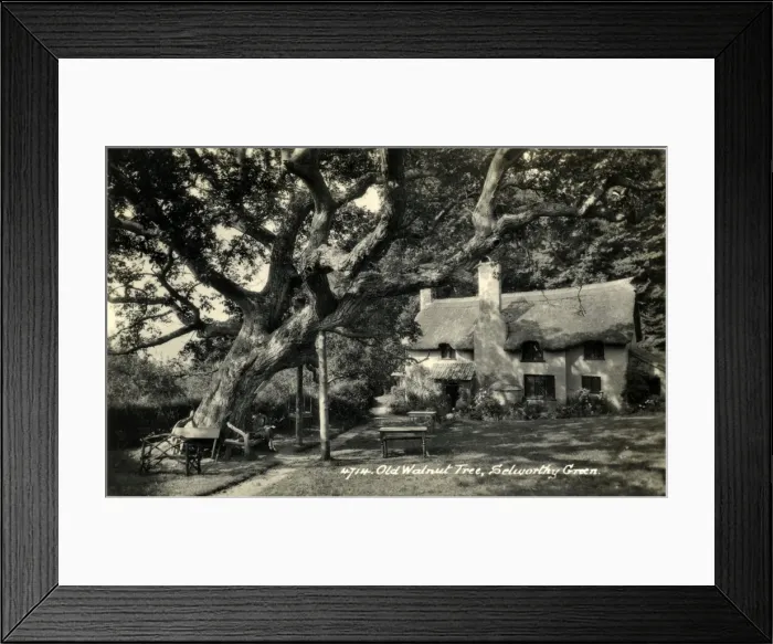 Framed Print : Old Walnut Tree & Thatched Cottage, Selworthy, Somerset Framed Print : Old Walnut Tree & Thatched Cottage, Selworthy, Somerset