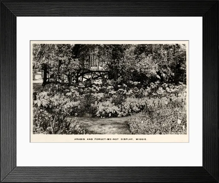 Framed Print : Arabis & Forget-me-not Display, Wiggie, Surrey Framed Print : Arabis & Forget-me-not Display, Wiggie, Surrey