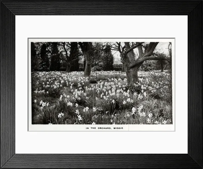 Framed Print : In the Orchard, Wiggie, Surrey Framed Print : In the Orchard, Wiggie, Surrey