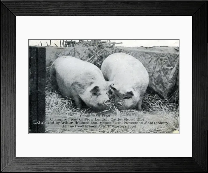 Framed Print : Champion Crossbred Pigs at London Cattle Show, Dorset Framed Print : Champion Crossbred Pigs at London Cattle Show, Dorset