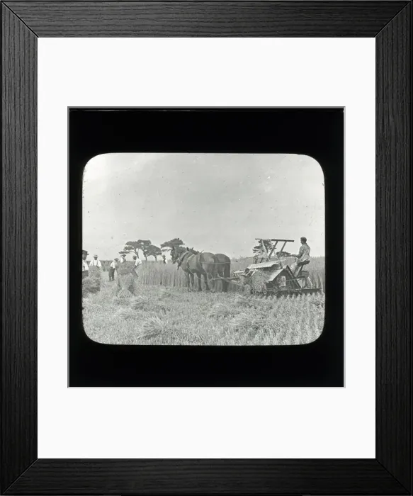 Framed Print : Farming: Haymaking - Harvesting: Horse-Drawn Bailing Machine Framed Print : Farming: Haymaking - Harvesting: Horse-Drawn Bailing Machine