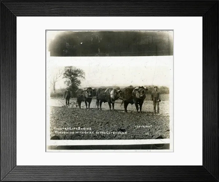Framed Print : Farming: Ploughing with Oxen, Gloucestershire Framed Print : Farming: Ploughing with Oxen, Gloucestershire