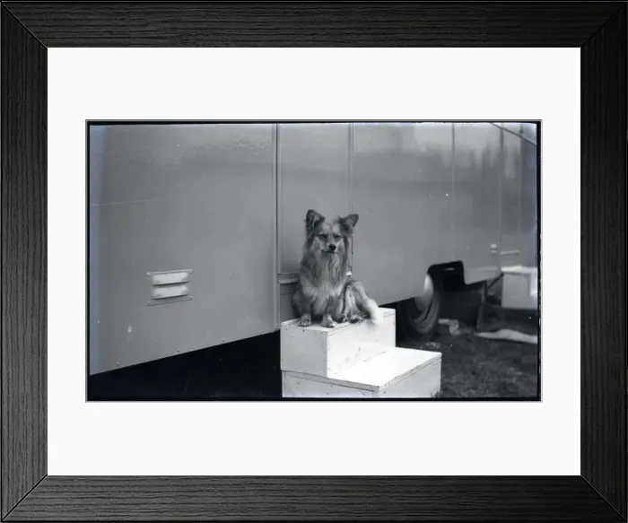 Framed Print : Hullbridge Cat, Hullbridge, Essex Framed Print : Hullbridge Cat, Hullbridge, Essex