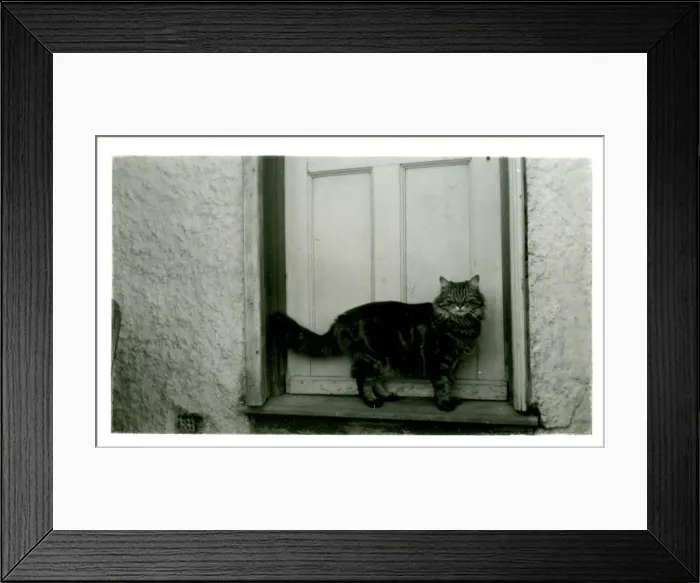 Framed Print : Hullbridge Cat, Hullbridge, Essex Framed Print : Hullbridge Cat, Hullbridge, Essex