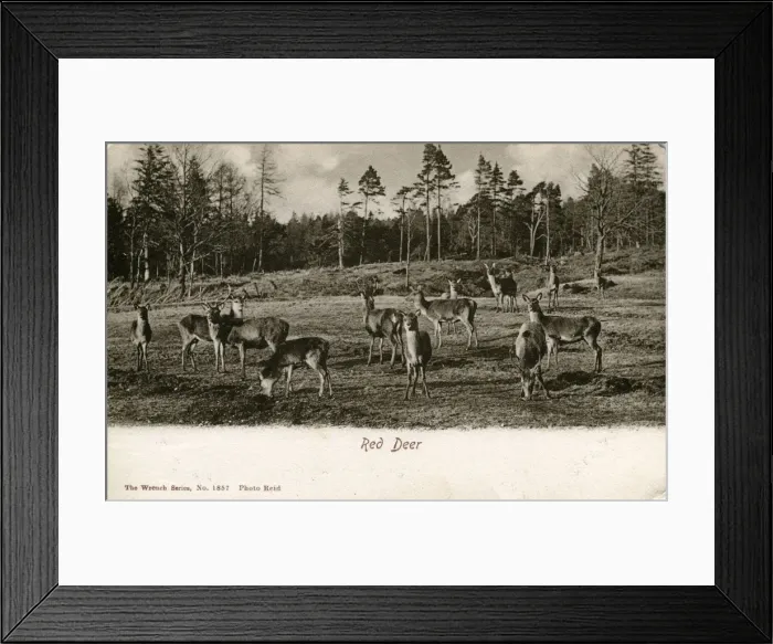Framed Print : Red Deer, Unknown location Framed Print : Red Deer, Unknown location