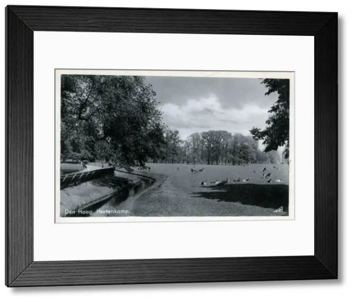 Framed Print : The Deer Park, The Hague, South Holland Framed Print : The Deer Park, The Hague, South Holland