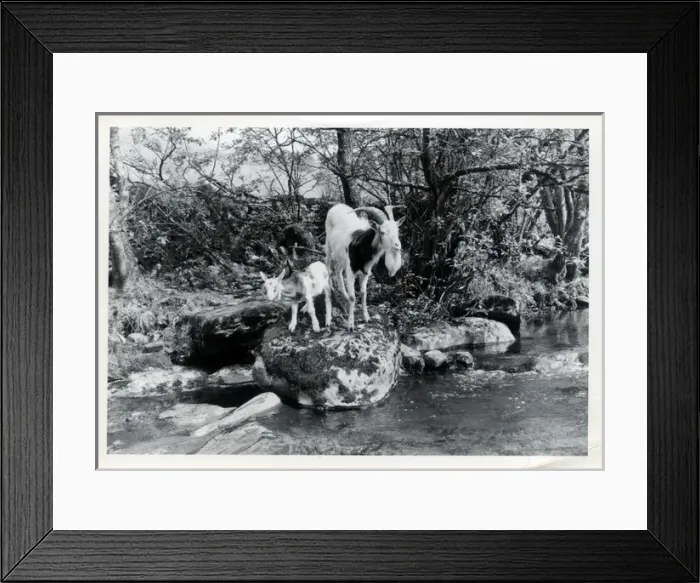 Framed Print : Tribe of Goats, Upper Dentdale, Cumbria Framed Print : Tribe of Goats, Upper Dentdale, Cumbria
