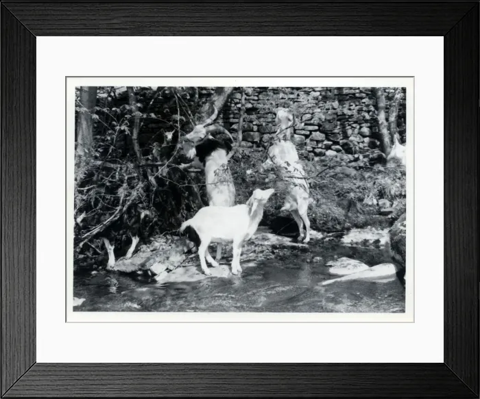 Framed Print : Tribe of Goats, Upper Dentdale, Cumbria Framed Print : Tribe of Goats, Upper Dentdale, Cumbria