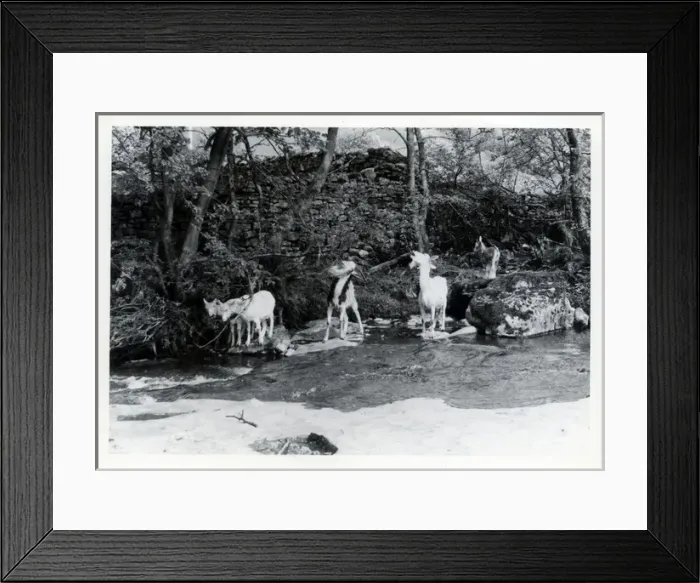Framed Print : Tribe of Goats, Upper Dentdale, Cumbria Framed Print : Tribe of Goats, Upper Dentdale, Cumbria