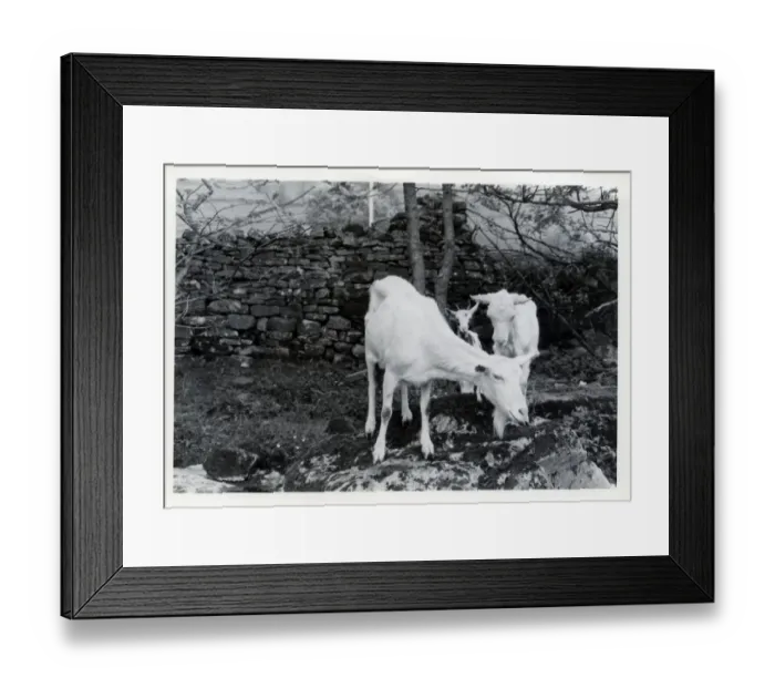 Framed Print : Tribe of Goats, Upper Dentdale, Cumbria Framed Print : Tribe of Goats, Upper Dentdale, Cumbria