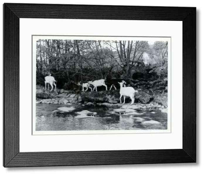 Framed Print : Tribe of Goats, Upper Dentdale, Cumbria Framed Print : Tribe of Goats, Upper Dentdale, Cumbria