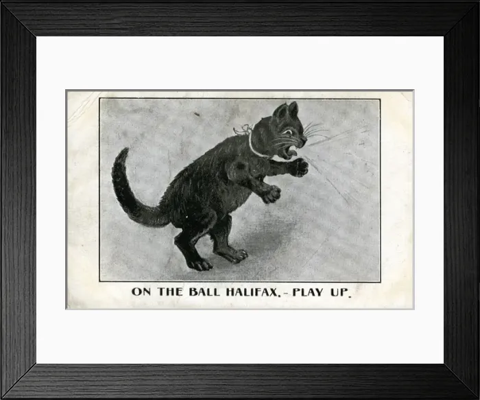 Framed Print : Cat Novelty Picture, Halifax Football Club, Yorkshire Framed Print : Cat Novelty Picture, Halifax Football Club, Yorkshire