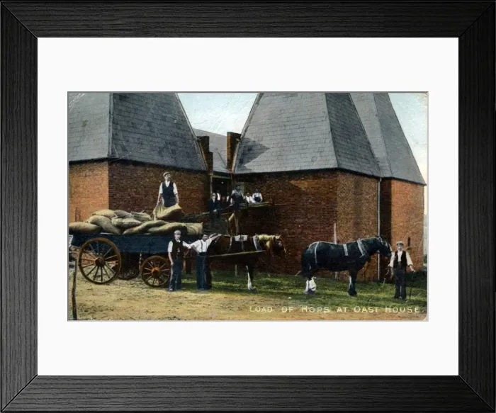 Framed Print : Load of Hops at Oast House, Kent Framed Print : Load of Hops at Oast House, Kent
