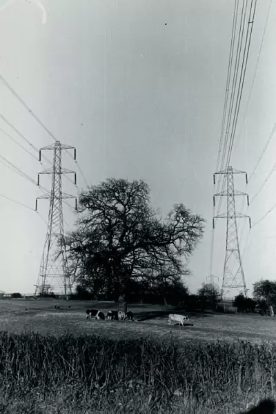 Cows and Pylons, York Area, Yorkshire