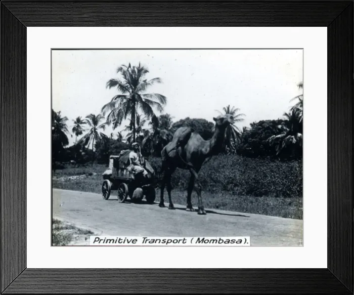 Framed Print : Kenya - Camel-drawn Transport, Mombasa Framed Print : Kenya - Camel-drawn Transport, Mombasa