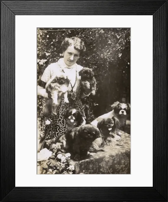 Framed Print : Woman with Pekingese dogs and puppies in a garden Framed Print : Woman with Pekingese dogs and puppies in a garden