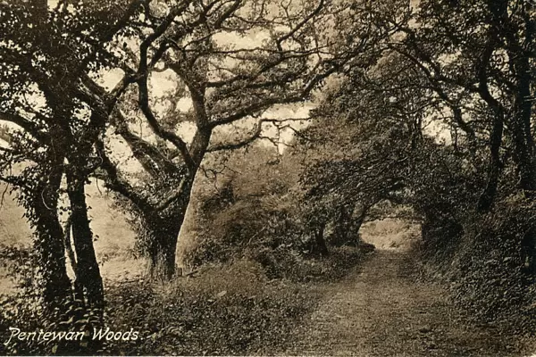 The Woods, Pentewan, Cornwall