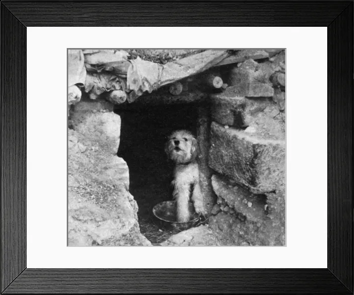 Framed Print : Sheepdog guarding French trench, WW1 Framed Print : Sheepdog guarding French trench, WW1