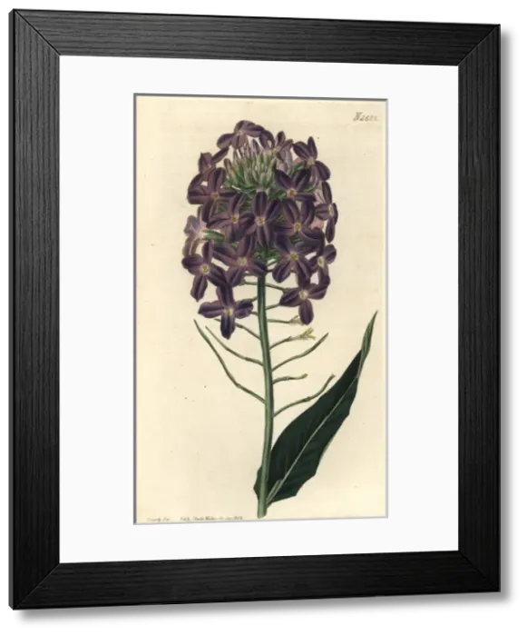 Framed Print : Large-flowered dames violet Hesperis grandiflora Framed Print : Large-flowered dames violet Hesperis grandiflora
