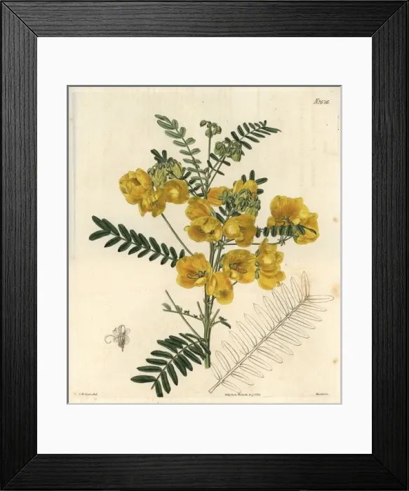 Framed Print : New Holland cassia, Cassia australis Framed Print : New Holland cassia, Cassia australis