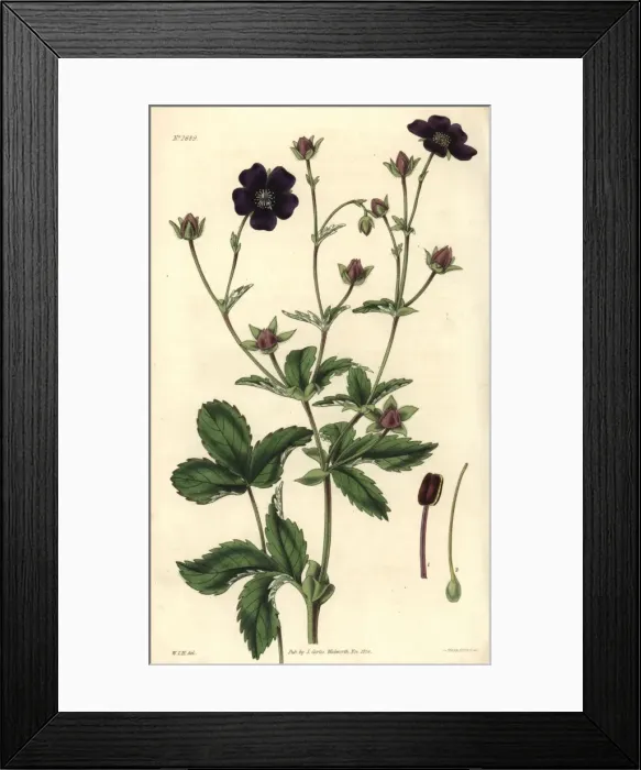 Framed Print : Deep blood-colored potentilla, Potentilla atro-sanguinea Framed Print : Deep blood-colored potentilla, Potentilla atro-sanguinea