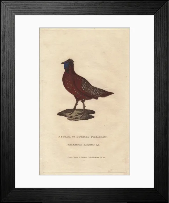 Framed Print : Satyr tragopan, Tragopan satyra Framed Print : Satyr tragopan, Tragopan satyra