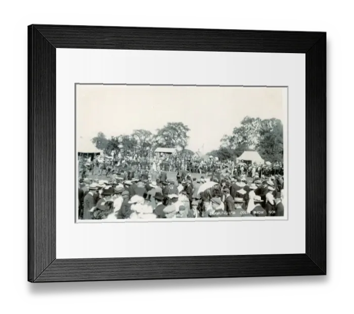 Framed Print : Colt Show, Framlington, Suffolk Framed Print : Colt Show, Framlington, Suffolk