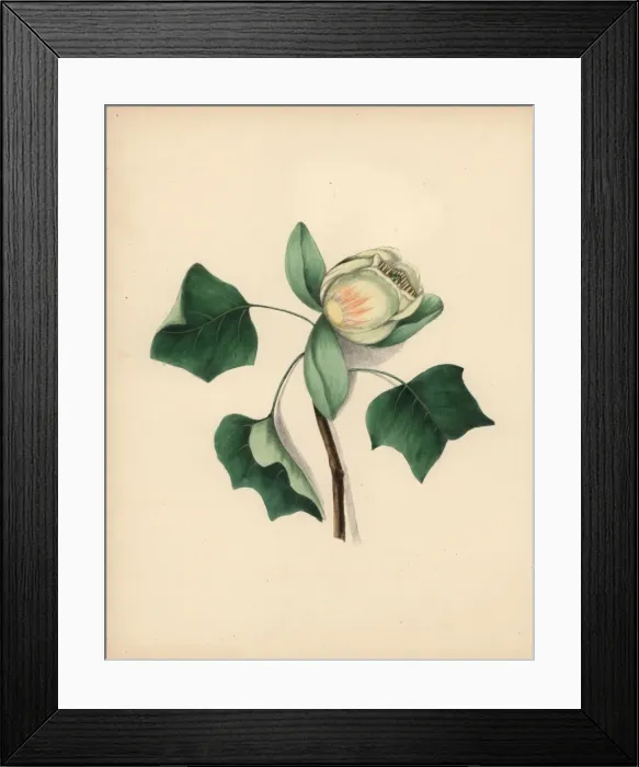 Framed Print : Tulip tree blossom, Liriodendron tulipifera Framed Print : Tulip tree blossom, Liriodendron tulipifera