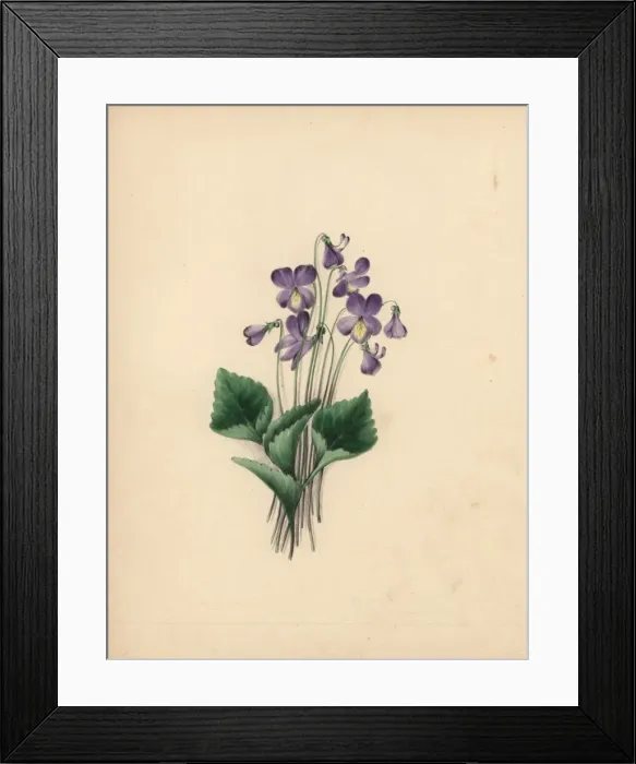 Framed Print : Hoodleaved violet, Viola cucullata Framed Print : Hoodleaved violet, Viola cucullata