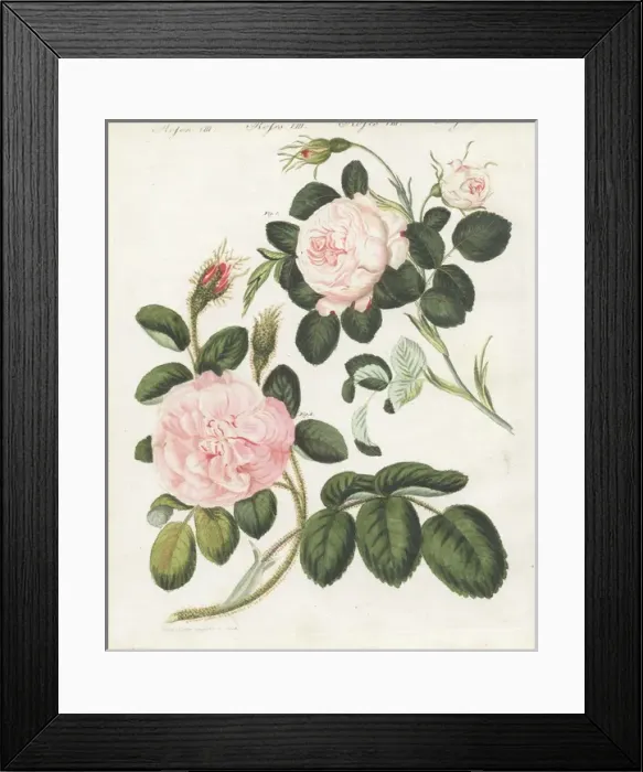 Framed Print : Queen rose, Rosa regina rubicans, and moss Framed Print : Queen rose, Rosa regina rubicans, and moss