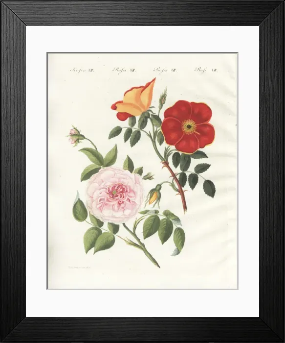 Framed Print : Austrian copper rose and white virgin rose Framed Print : Austrian copper rose and white virgin rose
