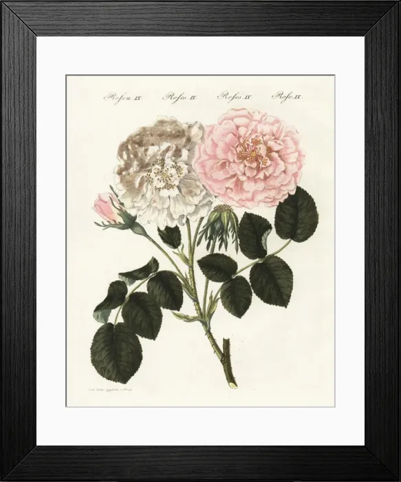 Framed Print : Virginia rose, Rosa gemella Framed Print : Virginia rose, Rosa gemella