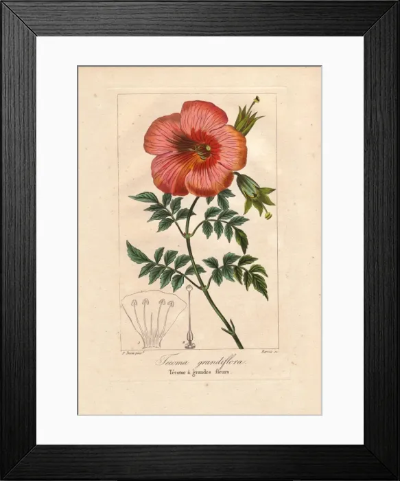 Framed Print : Chinese trumpet vine, Campsis grandiflora Framed Print : Chinese trumpet vine, Campsis grandiflora