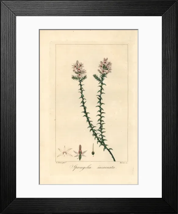 Framed Print : Pink swamp heath, Sprengelia incarnata Framed Print : Pink swamp heath, Sprengelia incarnata