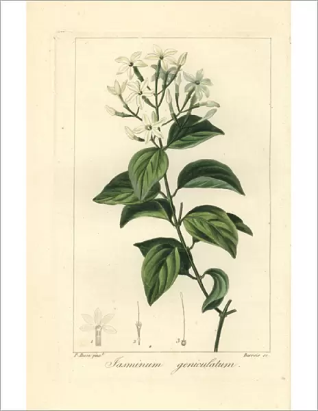 Stiff jasmine, Jasminum simplicifolium subsp Australiense