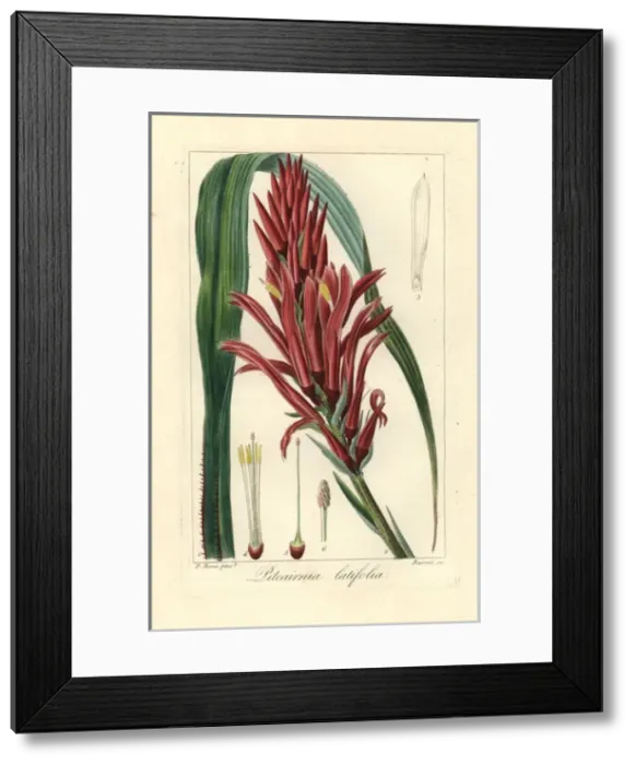 Framed Print : Broad leaved pitcairnia, Pitcairnia bifrons Framed Print : Broad leaved pitcairnia, Pitcairnia bifrons