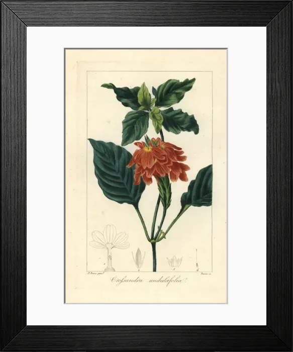 Framed Print : Firecracker flower, Crossandra infundibuliformis Framed Print : Firecracker flower, Crossandra infundibuliformis