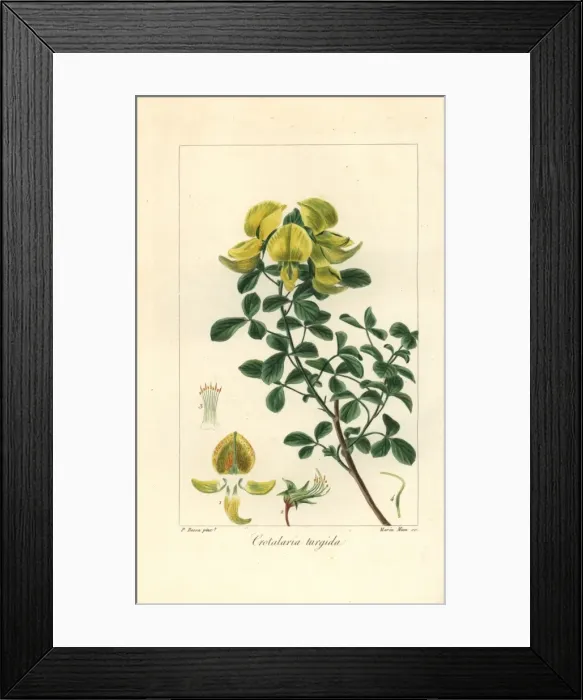 Framed Print : Rattlepod, Crotalaria turgida, native to Africa Framed Print : Rattlepod, Crotalaria turgida, native to Africa