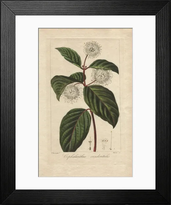 Framed Print : Buttonbush, Cephalanthus occidentalis Framed Print : Buttonbush, Cephalanthus occidentalis