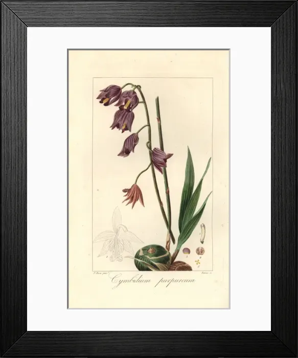 Framed Print : Purple cymbidium orchid, Cymbidium purpureum Framed Print : Purple cymbidium orchid, Cymbidium purpureum