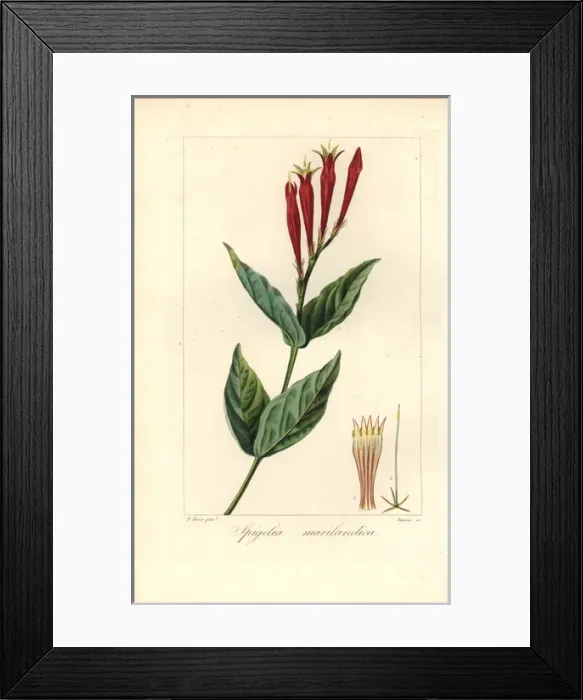 Framed Print : Indian pink or woodland pinkroot, Spigelia marilandica Framed Print : Indian pink or woodland pinkroot, Spigelia marilandica