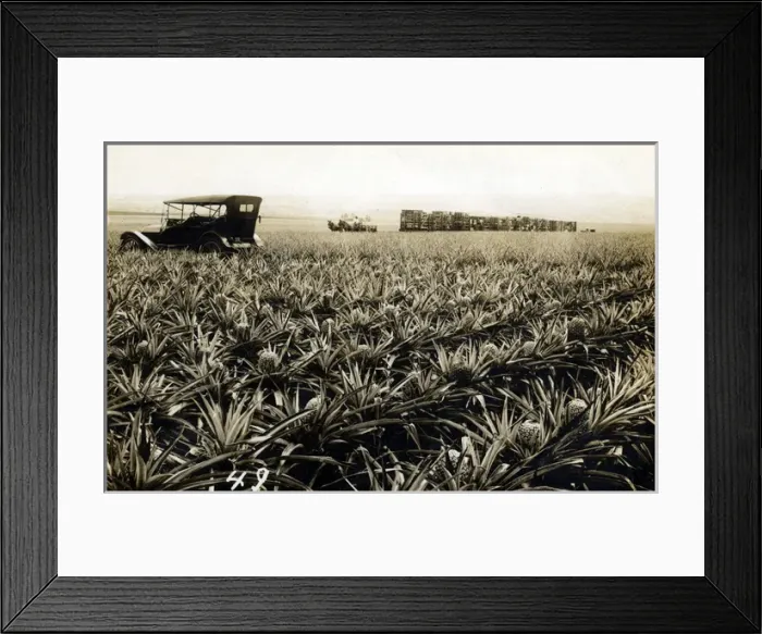 Framed Print : Overland Vintage Car in Field of Pineapples, Honolulu, Hawai Framed Print : Overland Vintage Car in Field of Pineapples, Honolulu, Hawai