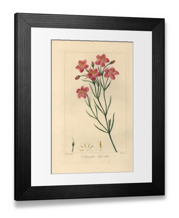 Framed Print : Bitterwortel or bitter root, Chironia linoides Framed Print : Bitterwortel or bitter root, Chironia linoides