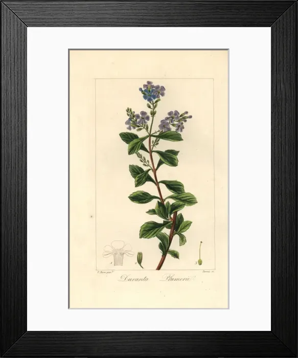 Framed Print : Golden dew drop, Duranta erecta, native to the Americas Framed Print : Golden dew drop, Duranta erecta, native to the Americas