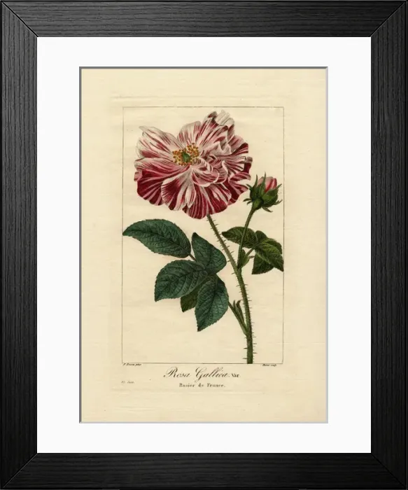 Framed Print : El Juin, Provence rose, Rosa gallica var Framed Print : El Juin, Provence rose, Rosa gallica var