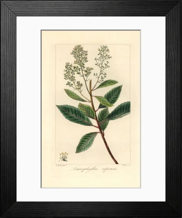 Framed Print : Iron martin, Laurophyllus capensis, native of South Africa Framed Print : Iron martin, Laurophyllus capensis, native of South Africa
