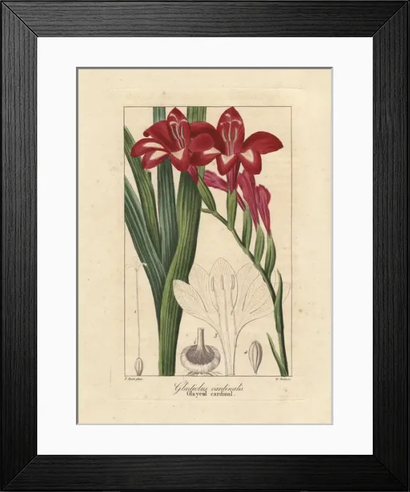 Framed Print : Waterfall gladiolus, Gladiolus cardinalis Framed Print : Waterfall gladiolus, Gladiolus cardinalis